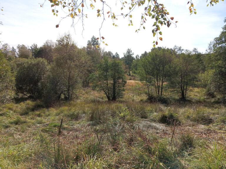 Prairie humide du Pont Est
